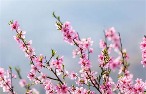 防桃花|如何化解烂桃花？